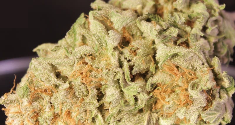 Orange Kush cannabis strain, community photo 1
