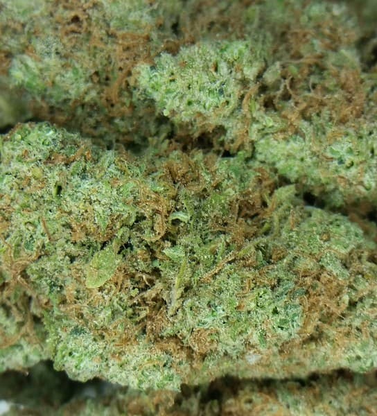 Orange Kush cannabis strain, community photo 2