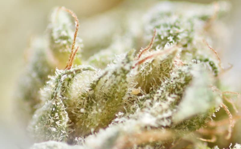 Orange Kush cannabis strain, community photo 3