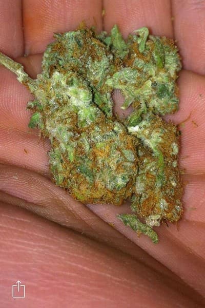 Orange Kush cannabis strain, community photo 5