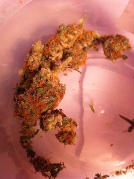 Orange Kush cannabis strain, community photo 7