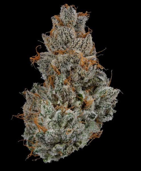 Oreo Cake cannabis strain, community photo 1