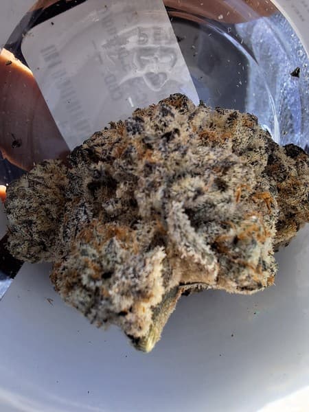 Oreoz cannabis strain, community photo 2