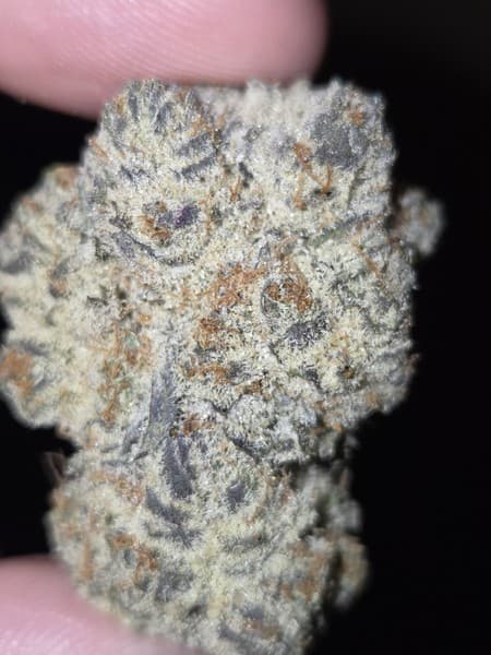 Oreoz cannabis strain, community photo 3