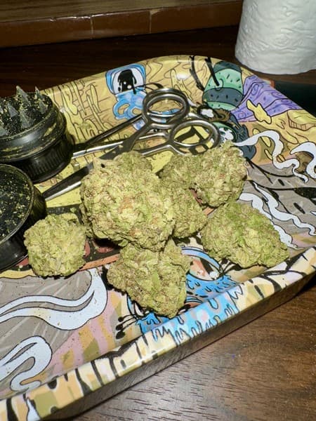 Oreoz cannabis strain, community photo 4