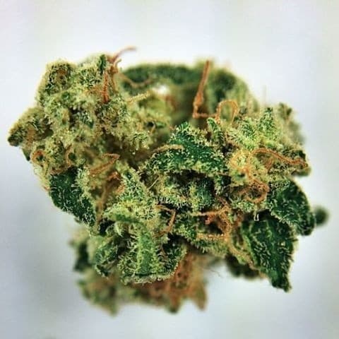 Outer Space cannabis strain, community photo 2