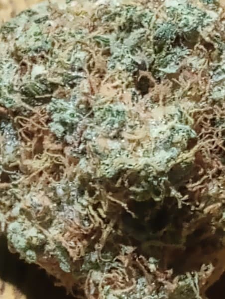 OZ Kush cannabis strain, community photo 2