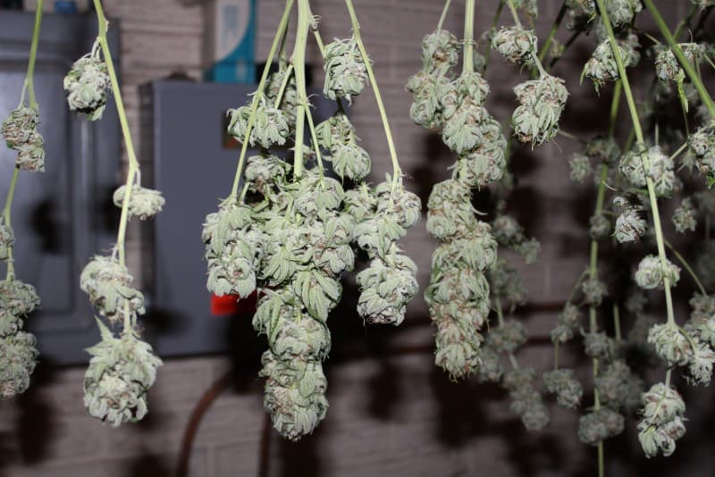 Papaya cannabis strain, community photo 10