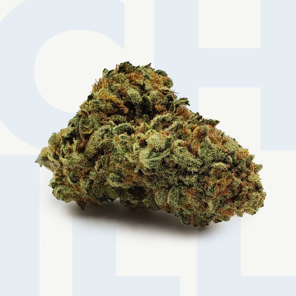 Papaya cannabis strain, community photo 2