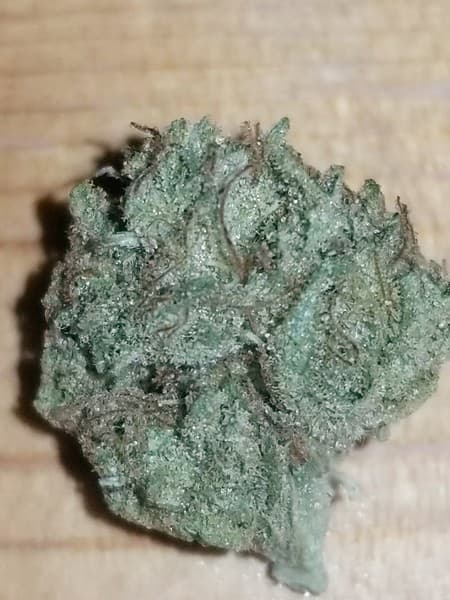 Papaya cannabis strain, community photo 3