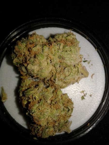 Papaya cannabis strain, community photo 4