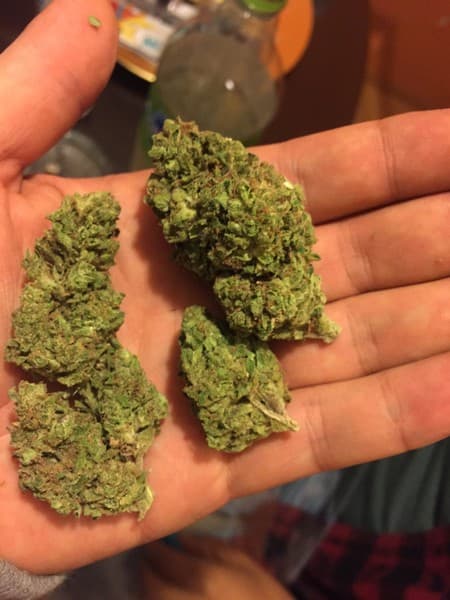 Papaya cannabis strain, community photo 6