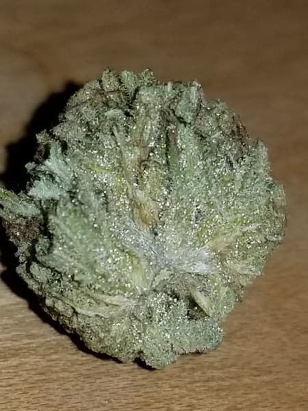 Papaya cannabis strain, community photo 7