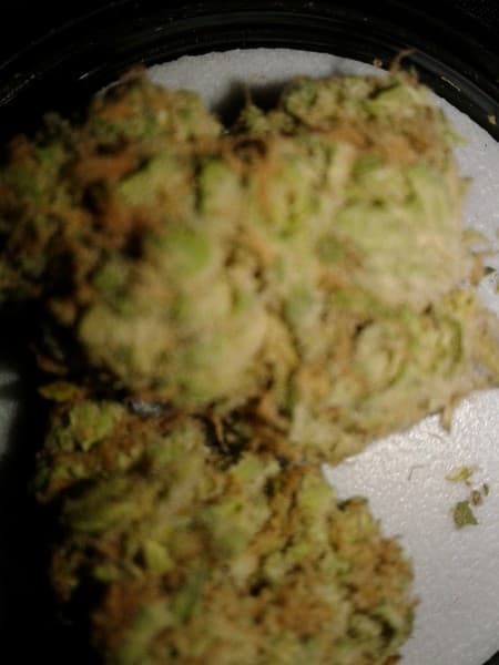 Papaya cannabis strain, community photo 8