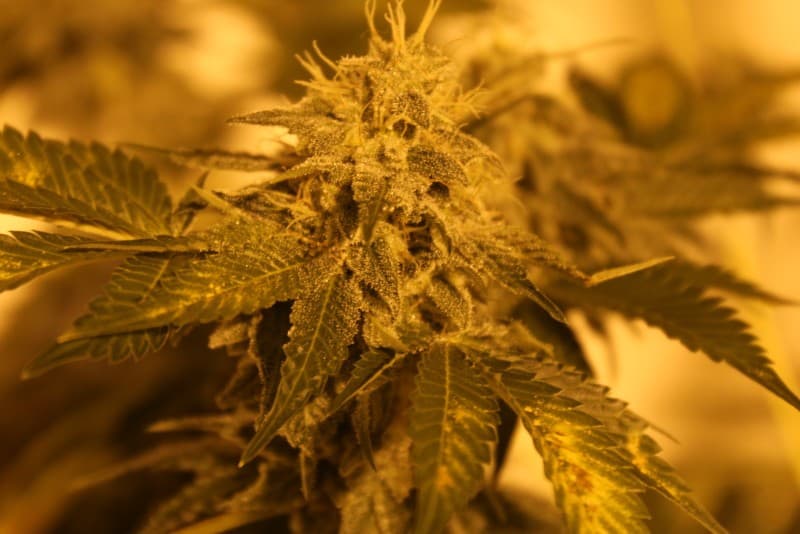 Papaya cannabis strain, community photo 9