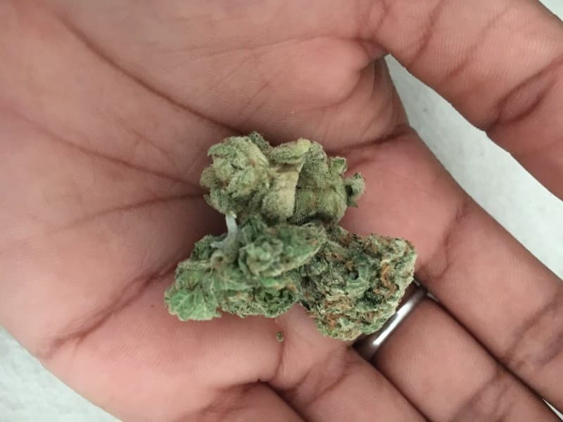 Paris OG cannabis strain, community photo 5