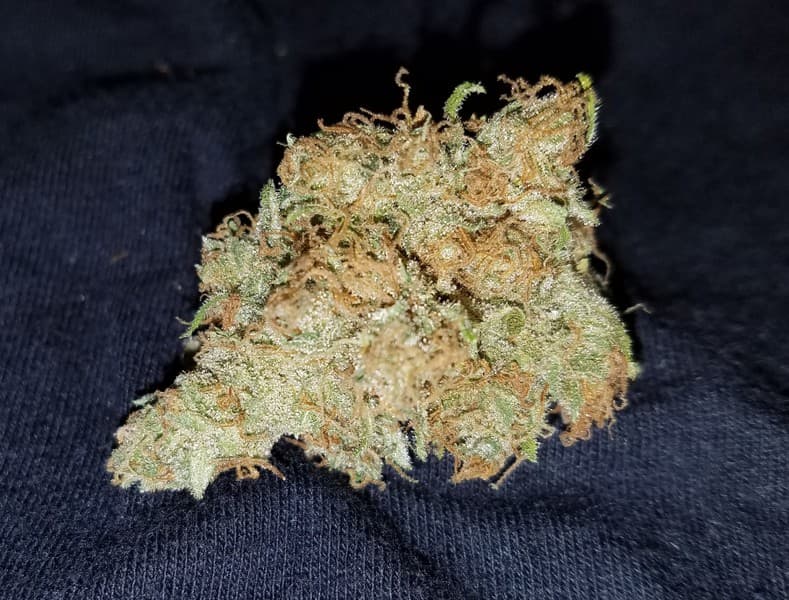 Pennywise cannabis strain, community photo 2