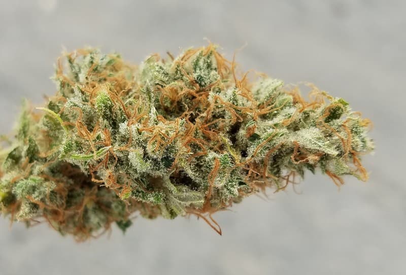Pennywise cannabis strain, community photo 3