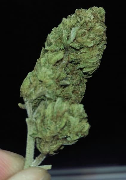 Permafrost cannabis strain, community photo 1