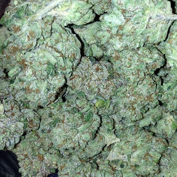 Phantom OG cannabis strain, community photo 3
