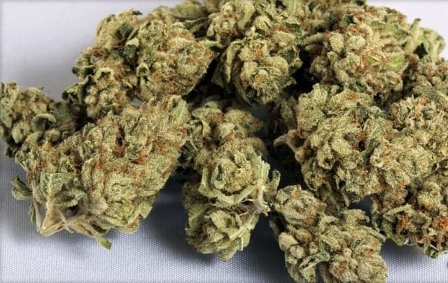 Phantom OG cannabis strain, community photo 6