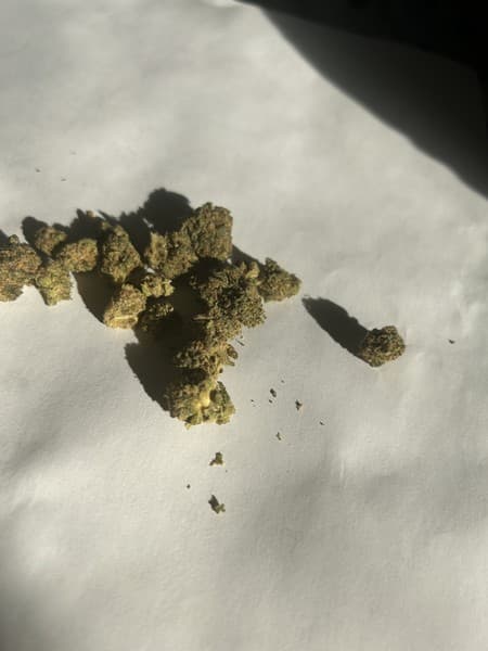 Pie Crust cannabis strain, community photo 2