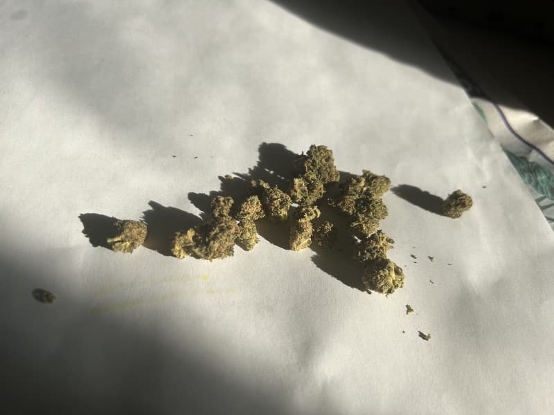 Pie Crust cannabis strain, community photo 3
