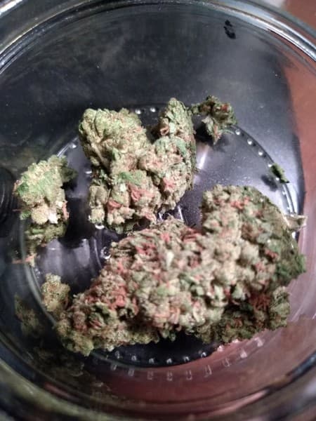 Pie Face cannabis strain, community photo 1