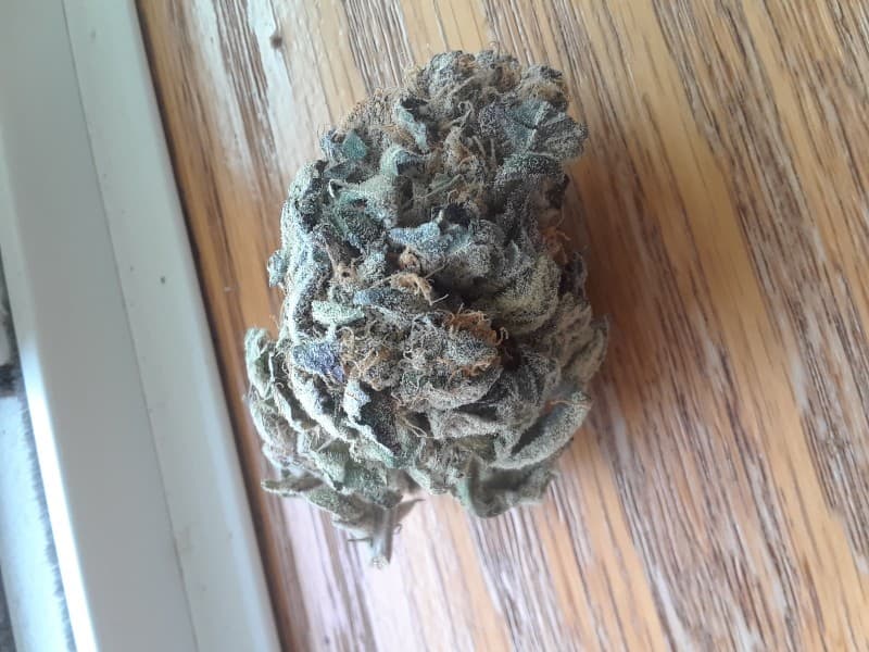 Pie Face cannabis strain, community photo 3
