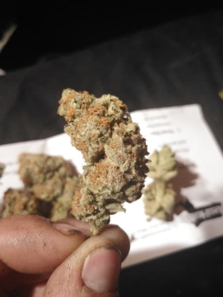 Pineapple cannabis strain, community photo 8