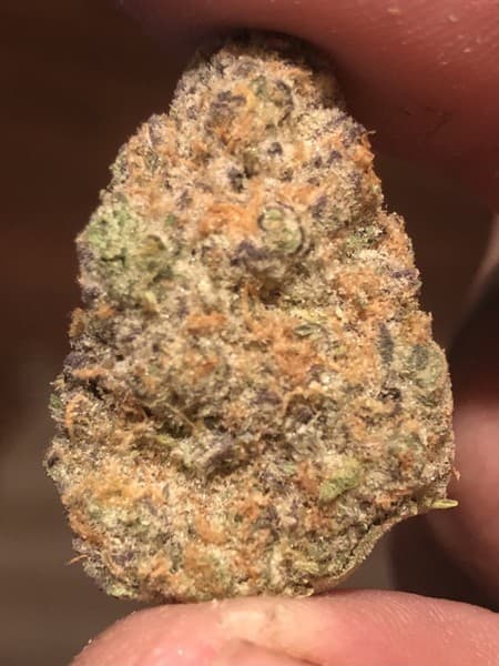 Pink Drink cannabis strain, community photo 1