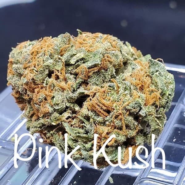 Pink Kush cannabis strain, community photo 6