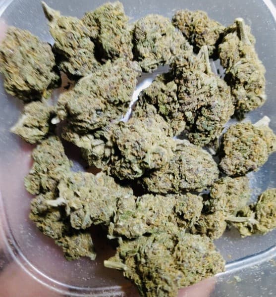 Pink Rozay cannabis strain, community photo 2