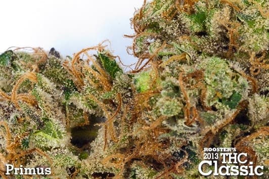 Primus cannabis strain, community photo 1