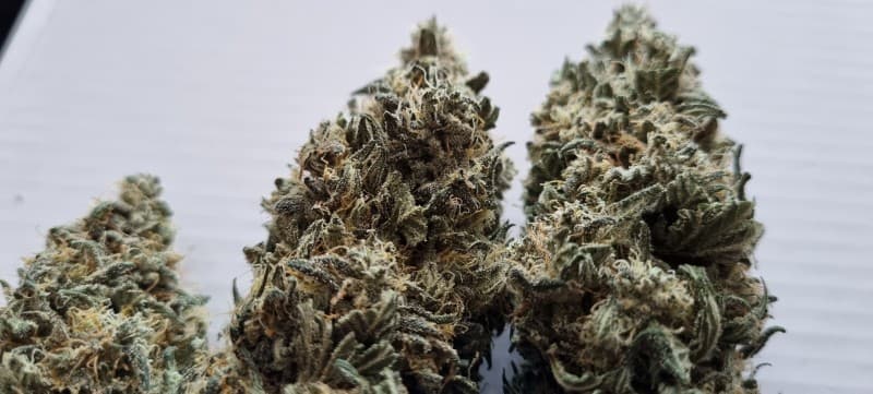 Pure Kush cannabis strain, community photo 2