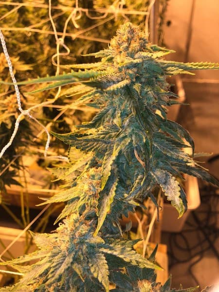 Purple Glue cannabis strain, community photo 1