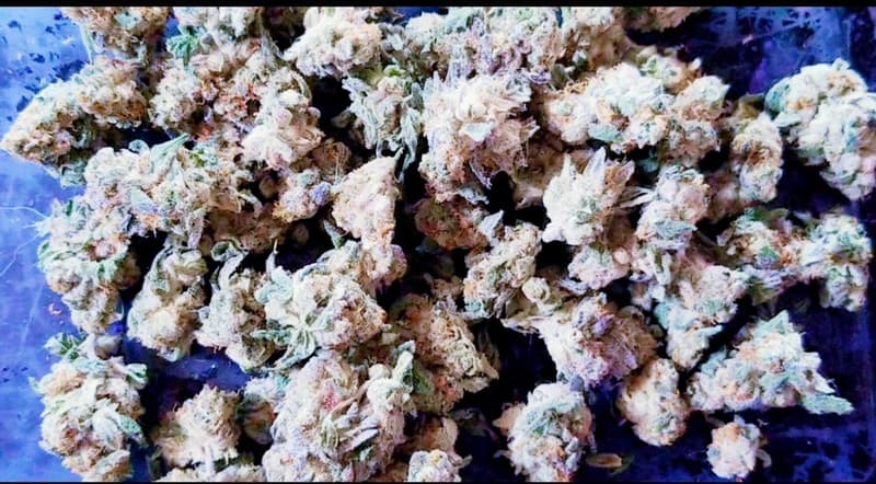 Purple Glue cannabis strain, community photo 2