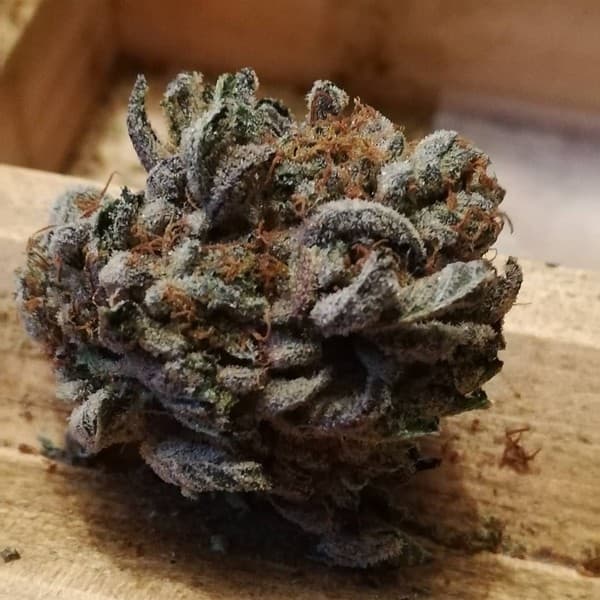 Purple Glue cannabis strain, community photo 4