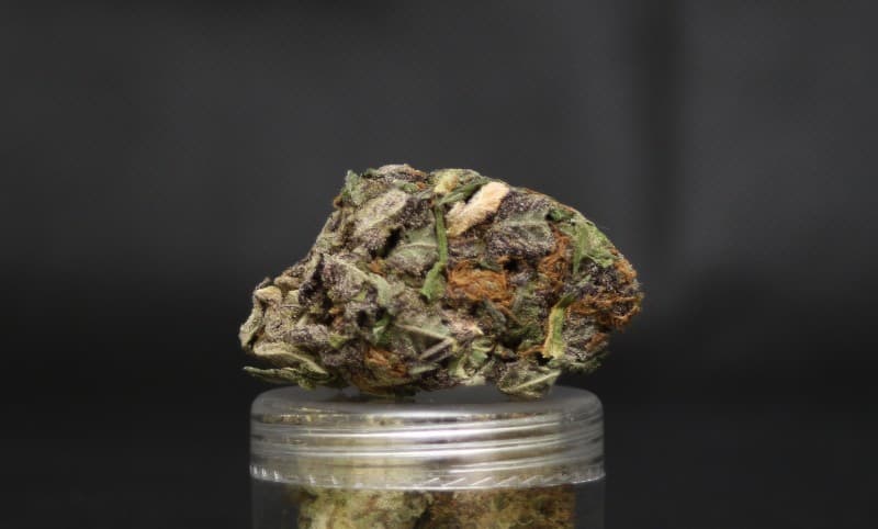 Purple Ice cannabis strain, community photo 2