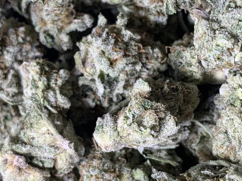 Purple Kush cannabis strain, community photo 2