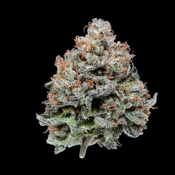 Purple Kush cannabis strain, community photo 5