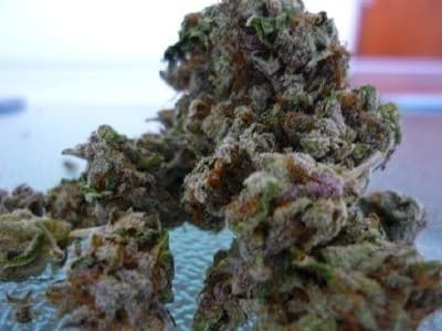Purple Thai cannabis strain, community photo 1