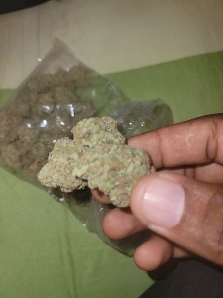 Rainbow Pie cannabis strain, community photo 2