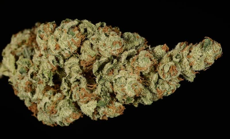 Ray Charles cannabis strain, community photo 2