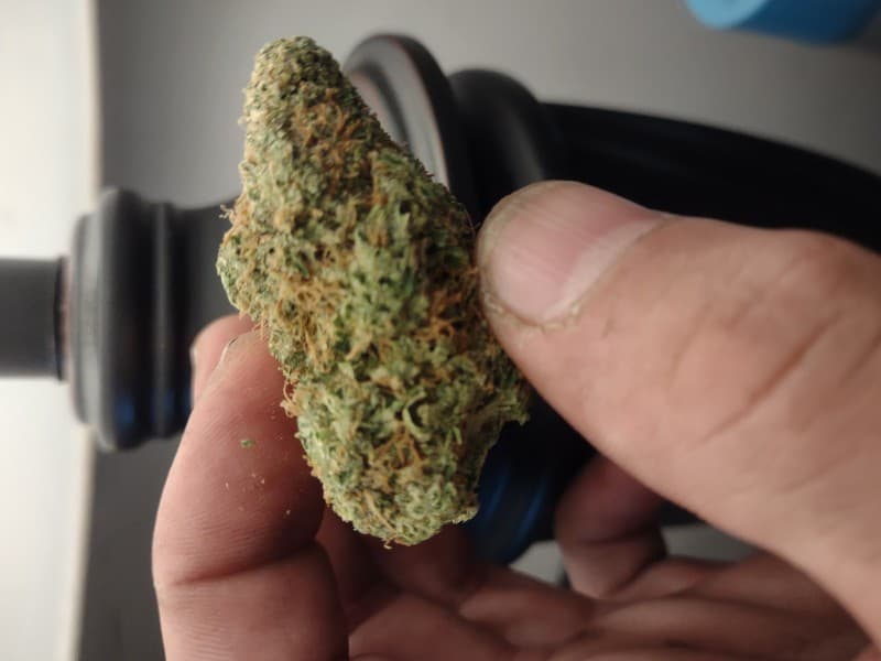 Ray Charles cannabis strain, community photo 3