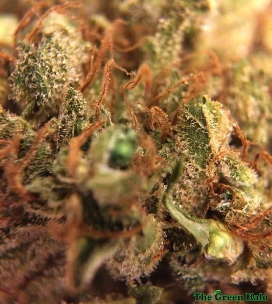 Red Dragon cannabis strain, community photo 5