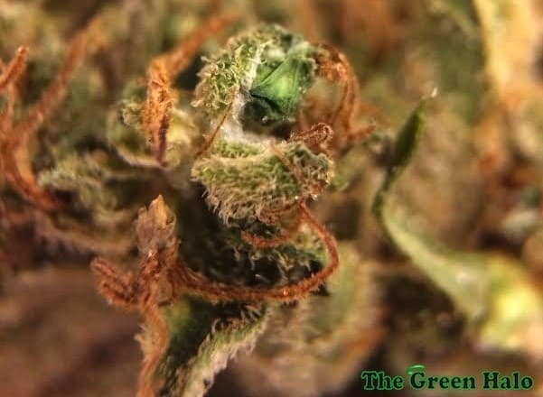 Red Dragon cannabis strain, community photo 6