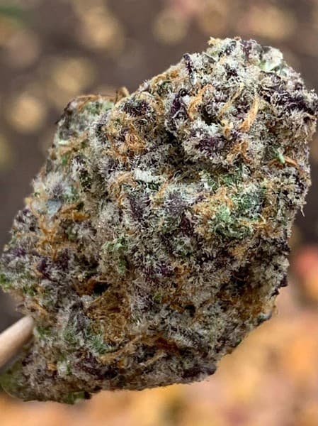 Red Runtz cannabis strain, community photo 1