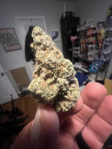 Red Runtz cannabis strain, community photo 3