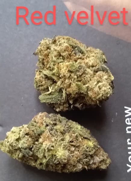 Red Velvet cannabis strain, community photo 3